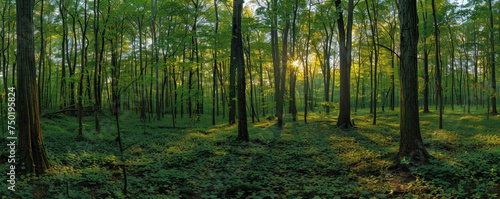Ethereal Dawn Light Streaming Through a Lush Forest Canopy © Farnaces