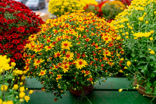 Fototapeta Naklejka Na Ścianę i Meble -  Fresh Colorful Bouquet Of Flowers At A Local Farmers Market