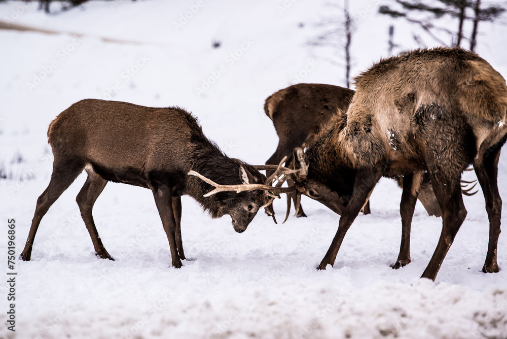 Fototapeta premium Parc Omega, Canada, January 2 2021 - Roaming elk in snow forest in the Omega Park in winter
