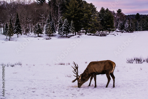 Fototapeta Naklejka Na Ścianę i Meble -  Parc Omega, Canada, January 2 2021 -  Roaming elk in snow forest in the Omega Park in winter