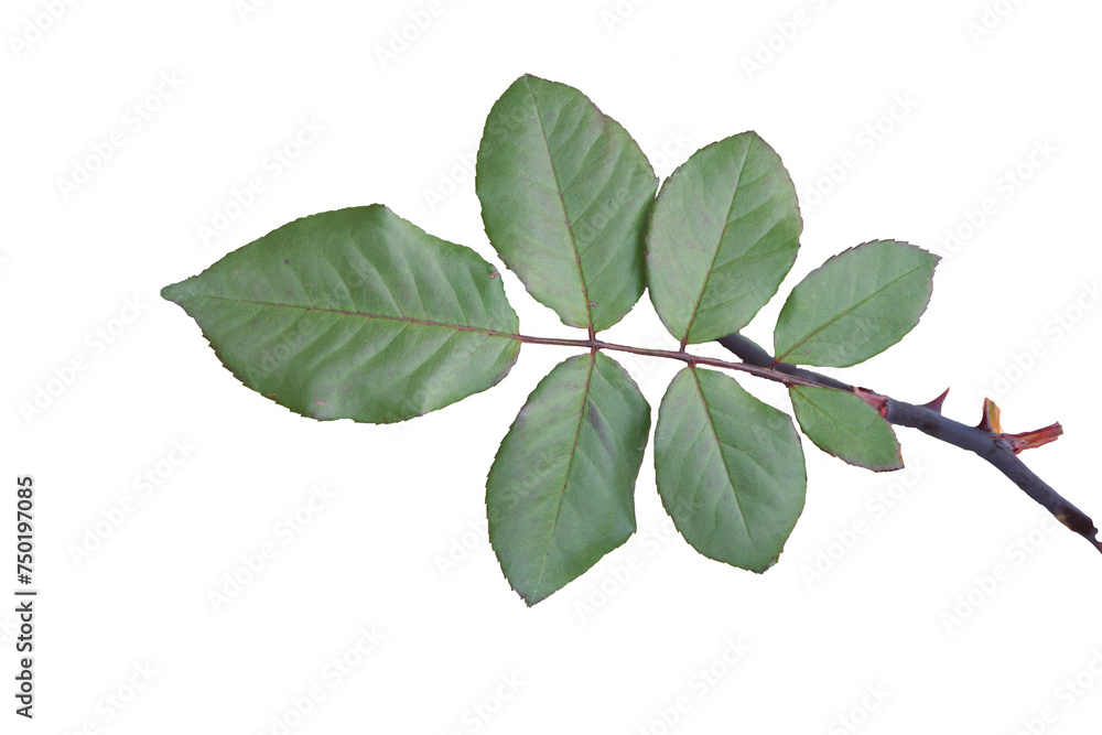 Fototapeta premium green leaves branch isolated on white transparant backround 