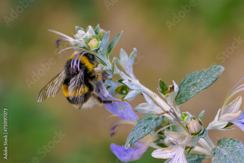 Una abeja polinizando una flor