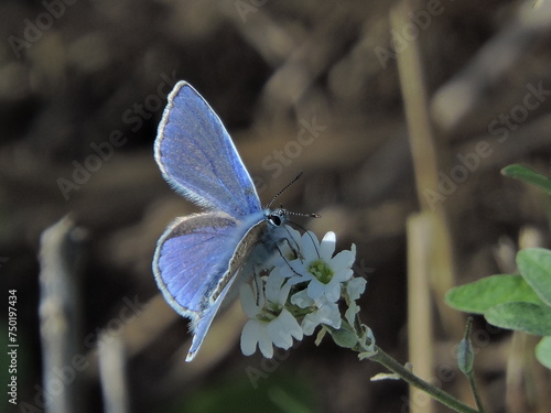 Modraszek Motyl © Iwona