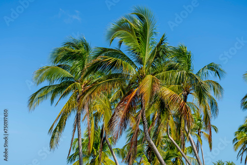 Yucatan Serenity: Azure Waters, Verdant Coast, and Dancing Palms in the Gentle Embrace of Caribbean Tradewinds photo