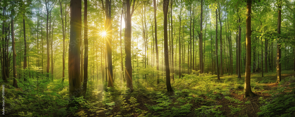 Majestic Sunrise Peeking Through the Vibrant Green Foliage of a Quiet Forest Majestic Sunrise Peeking Through the Vibrant Green Foliage of a Quiet Forest