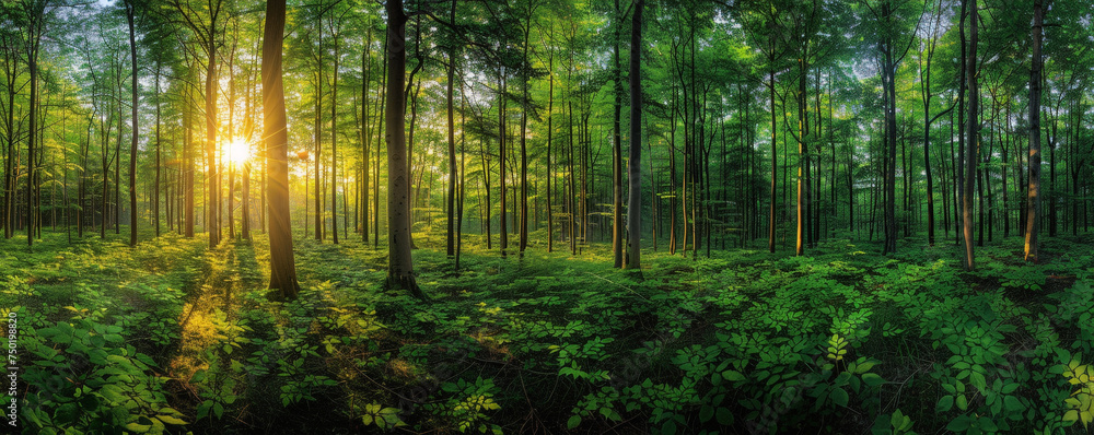 Majestic Sunrise Peeking Through the Vibrant Green Foliage of a Quiet Forest Majestic Sunrise Peeking Through the Vibrant Green Foliage of a Quiet Forest