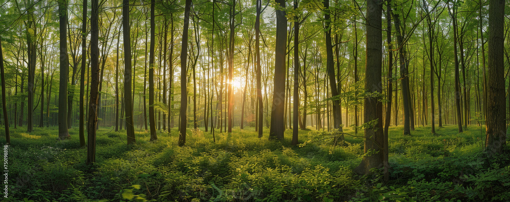Fototapeta premium Majestic Sunrise Peeking Through the Vibrant Green Foliage of a Quiet Forest