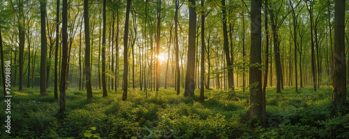 Majestic Sunrise Peeking Through the Vibrant Green Foliage of a Quiet Forest
