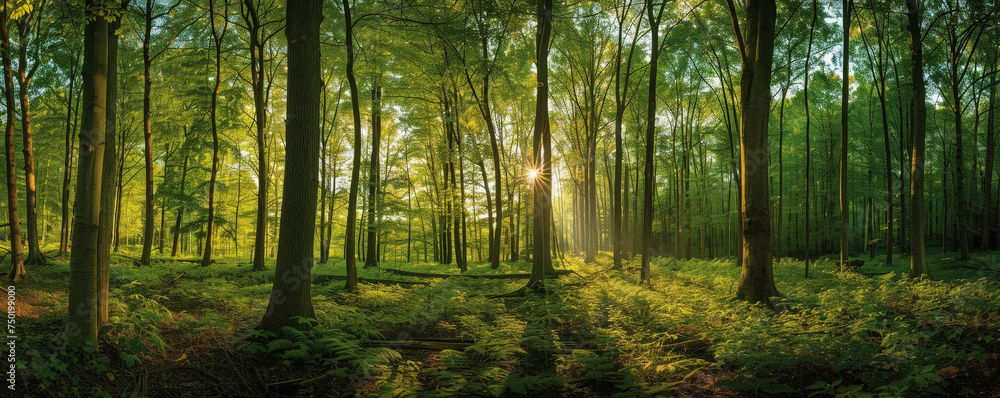 Majestic Sunrise Peeking Through the Vibrant Green Foliage of a Quiet Forest Majestic Sunrise Peeking Through the Vibrant Green Foliage of a Quiet Forest