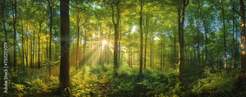 A Tranquil Morning as Golden Sun Rays Illuminate the Verdant Depths of a Forest Sanctuary © Farnaces