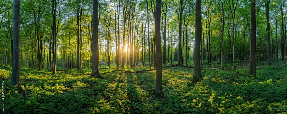 Naklejka premium A Tranquil Morning as Golden Sun Rays Illuminate the Verdant Depths of a Forest Sanctuary