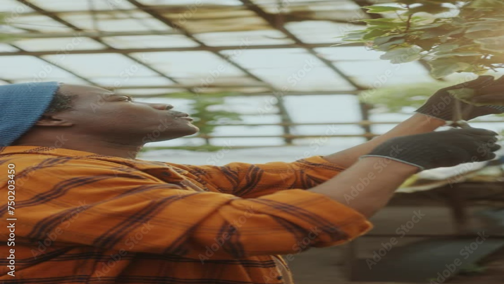 Senior African-American farmer in gloves pruning plant growing in a hanging pot with secateurs when working in a greenhouse. Vertical format clip Senior African-American farmer in gloves pruning plant growing in a hanging pot with secateurs when working in a greenhouse. Vertical format clip