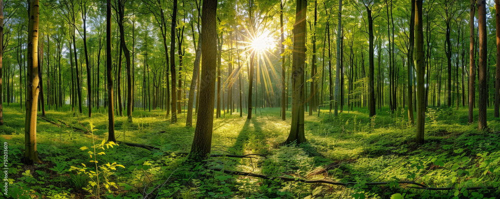 A Tranquil Morning as Golden Sun Rays Illuminate the Verdant Depths of a Forest Sanctuary A Tranquil Morning as Golden Sun Rays Illuminate the Verdant Depths of a Forest Sanctuary