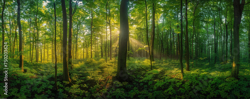 A Tranquil Morning as Golden Sun Rays Illuminate the Verdant Depths of a Forest Sanctuary © Farnaces