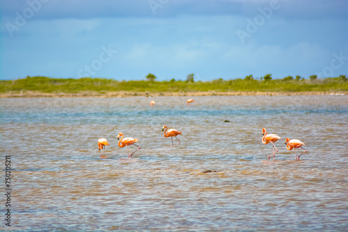 Caribbean or American flamingo (Phoenicopterus ruber) at The Pekelmeer Flamingo Sanctuary in Bonaire. 