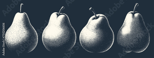 Set of Pears. Vintage woodcut engraving stipple vector illustrator.