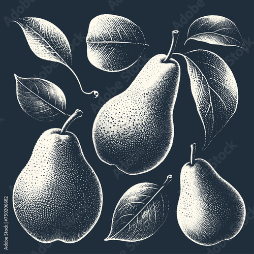 Set of Pears with Leaves. Vintage woodcut engraving stipple vector illustrator.