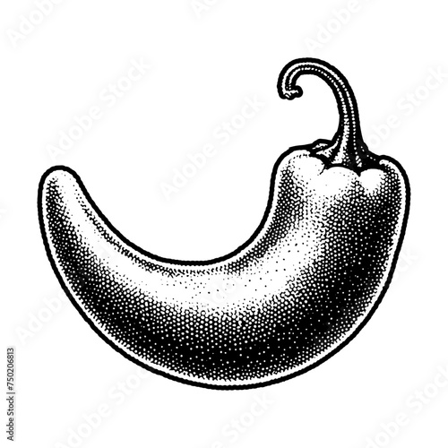 Chilli pepper. Vintage woodcut stipple engraving vector illustration.