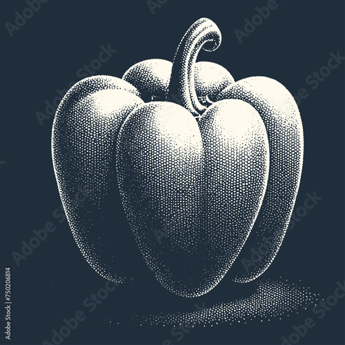 Paprika. Vintage woodcut stipple engraving vector illustration.