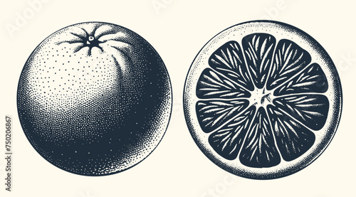 Sliced and whole orange. Vintage woodcut stipple engraving vector illustration.