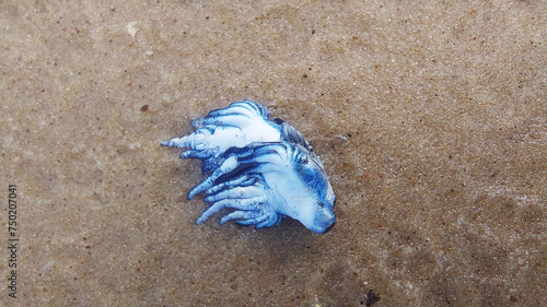 Tableau sur toile Close-up of a blue mollusc on the sand at the beach