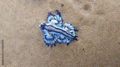 Close-up of a blue mollusc on the sand at the beach