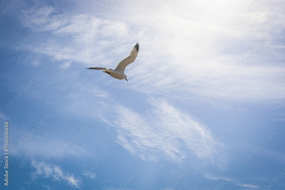 Obraz premium seagull in the sky