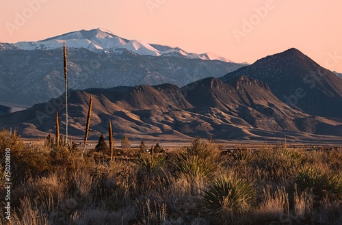 Desert plants by snow capped mountains at sunset near Albuquerque. New Mexico. USA