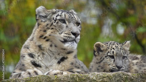 A female and baby snow leopard resting together on a rock photo