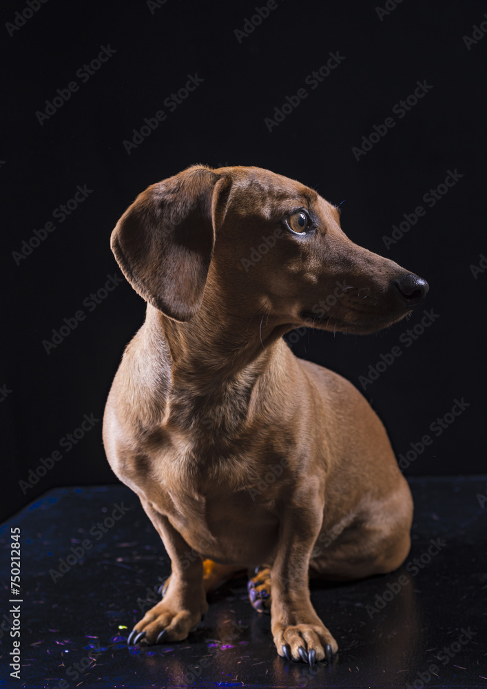 perro de raza, perro de raza,