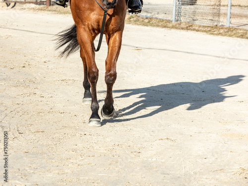 The legs and feet of a Thoroughbred racehorse walking down a horse path toward the camera with its shadow in the picture.