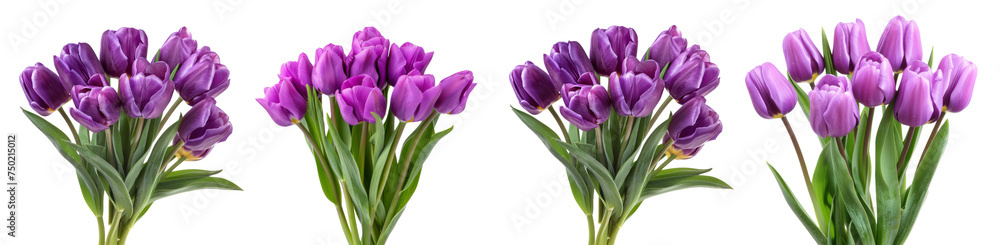 A collection of beautiful purple tulips, freshly picked tulips with their green stalks on a transparent background. Created with Generative AI. A collection of beautiful purple tulips, freshly picked tulips with their green stalks on a transparent background. Created with Generative AI.