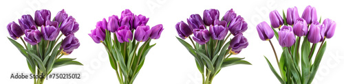 A collection of beautiful purple tulips, freshly picked tulips with their green stalks on a transparent background. Created with Generative AI.