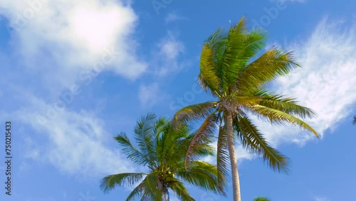 Coconut palm trees bottom view. Green palm tree on blue sky background. View of palm trees against sky. Beach on the tropical island. Palm trees at sunset light. Bottom up view. Warm light toned. photo