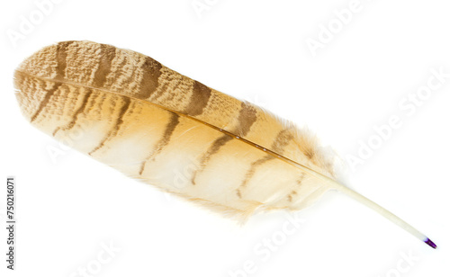Brown owl feather isolated on white background. Beautiful bird feather for calligraphy.
