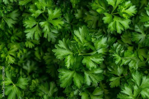 Lots of delicious parsley, parsley background, healthy food
