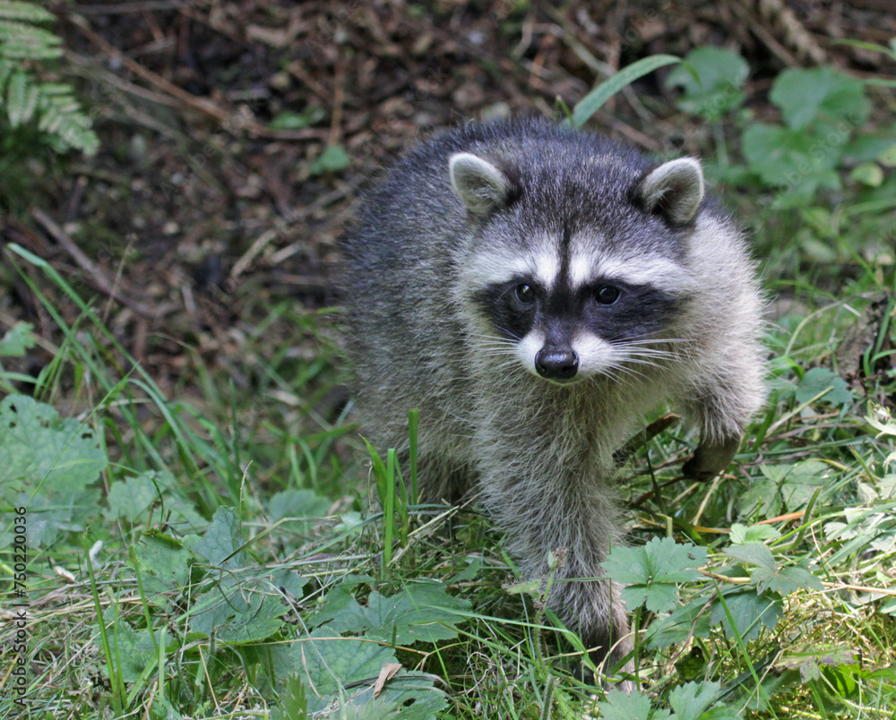 A young raccoon (Procyon lotor) sitting in brush.  Shot in Stanley Park in Vancouver, British Columbia, Canada.