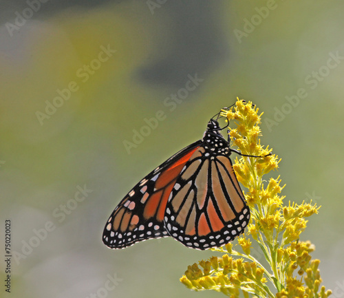 A Monarch Butterfly (Danaus plexippus) feeding on goldenrod.  Shot in Kitchener, Ontario, Canada.