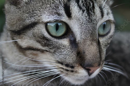 close up of a cat © Isabela Gómez Arias