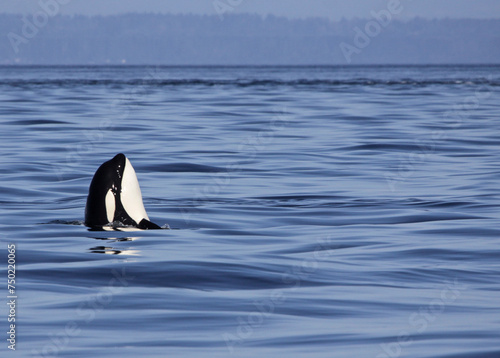 A Killer Whale  Orcinus orca  surfacing in the Strait of Georgia in British Columbia  Canada..