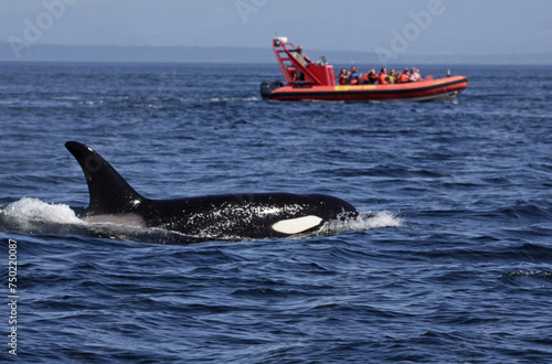 A Killer Whale (Orcinus orca) surfacing with a whale watching boat looking on in the Strait of Georgia in British Columbia, Canada..