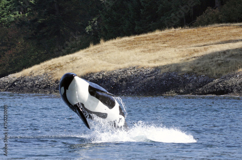 A Killer Whale (Orcinus orca) breaching near Vancouver Island in British Columbia, Canada..