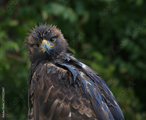 A Golden Eagle (Aquila chrysaetos) looking at the camera..