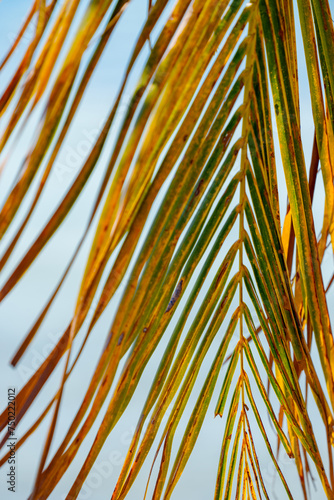 Vertical photo palm fronds green and yellow