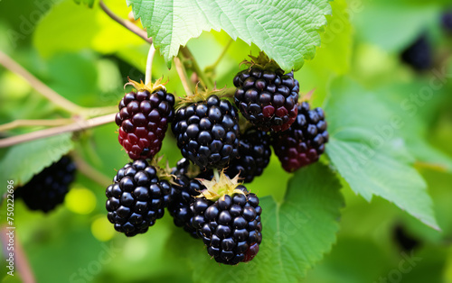 blackberry branch, wild strawberry, blackberry bush, green leaves,