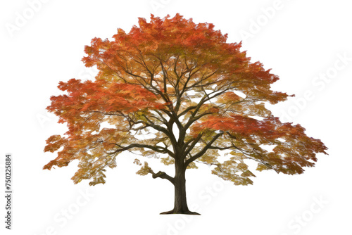 A high quality stock photograph of a single maple tree isolated on a white background