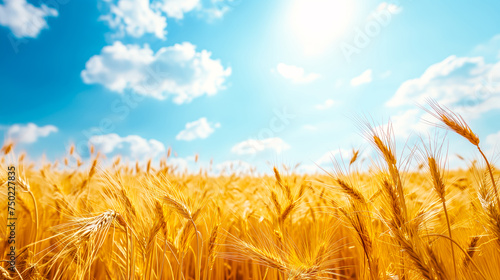 Golden Wheat Field under a Sunny Blue Sky