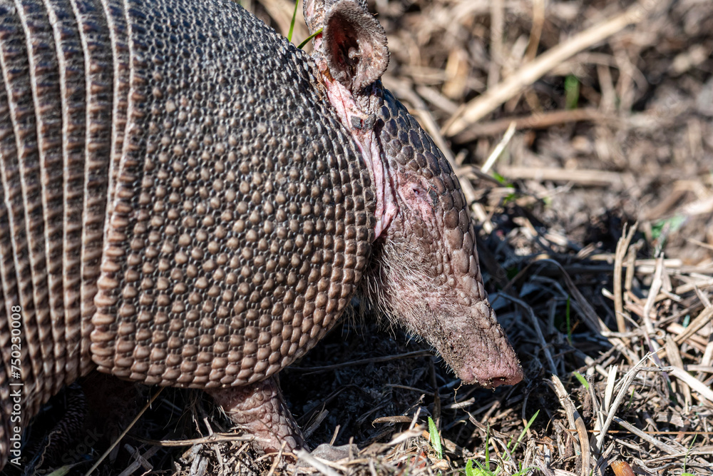 Obraz premium Armadillo