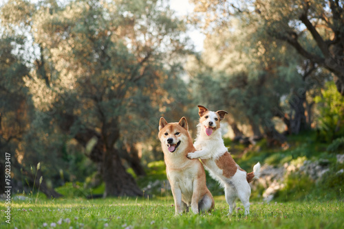 Fototapeta Naklejka Na Ścianę i Meble -  Two joyful dogs a Shiba Inu and a Jack Russell Terrier share a playful moment in a verdant grove,
