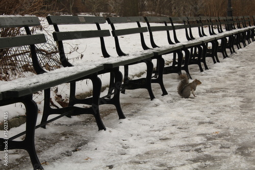 Ecureuil à central park